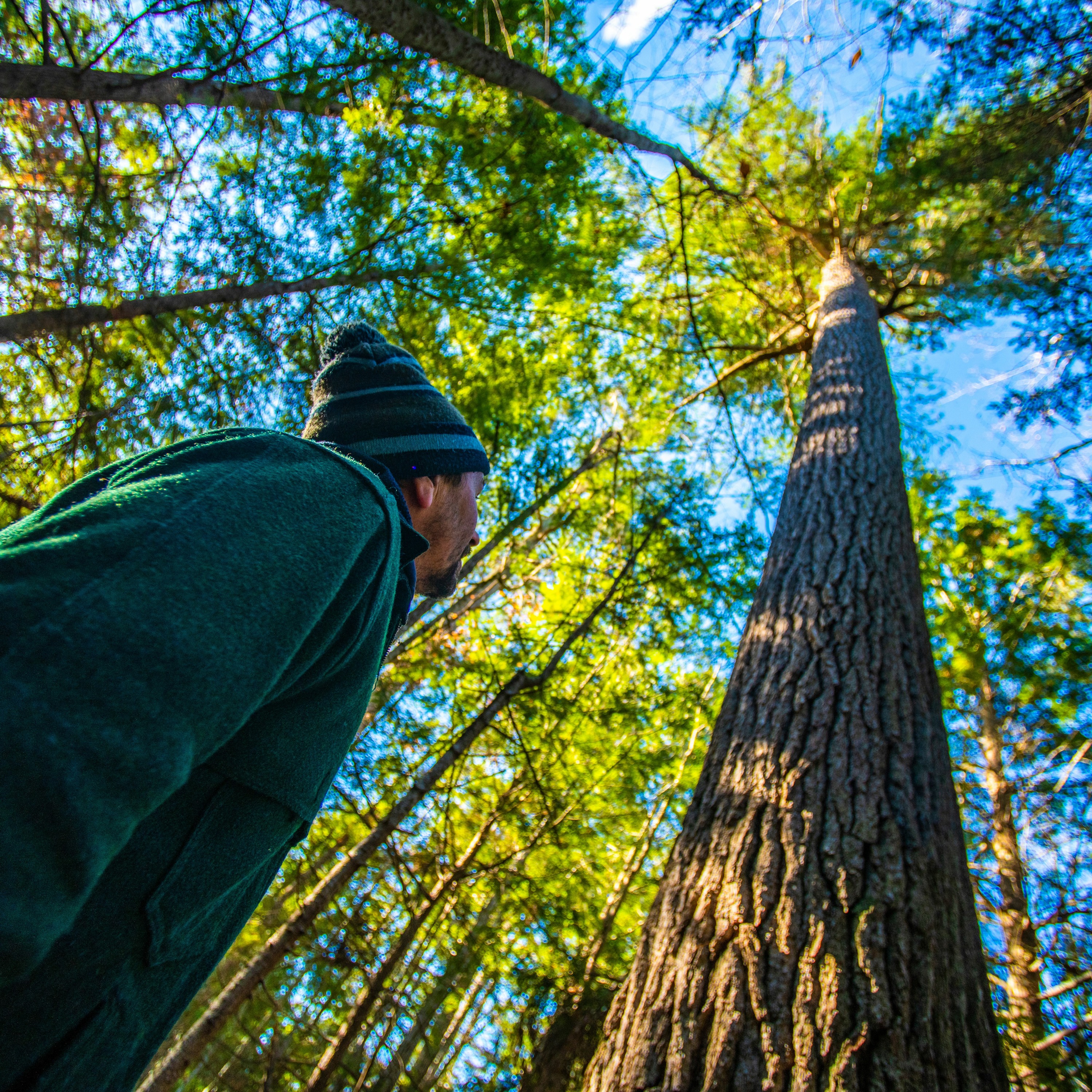 ‘The Maine Question’ asks what's your relationship with the forest? episode artwork