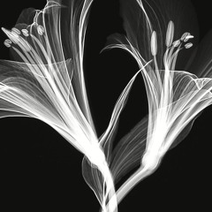 Turning To A Ghost