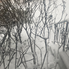 thosewhorsilentsometimeswin