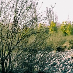 Mi Primer Cuchillo - Los Árboles Mueren De Pié (demo)