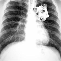 DOGS.mp3 (2019)