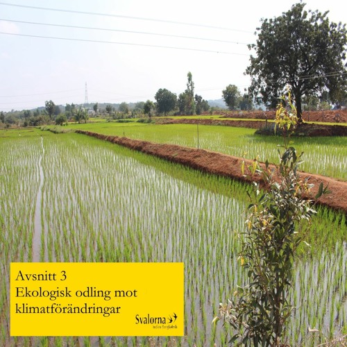 Stream episode Säsong 4 - Avsnitt 3: Ekologisk odling & klimatförändringar  by Indienpodden - Svalorna Indien Bangladesh podcast | Listen online for  free on SoundCloud