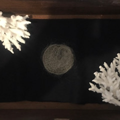 SCALP AND DEAD CORAL