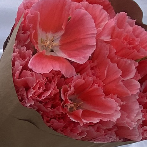 can i call u rose (cover)