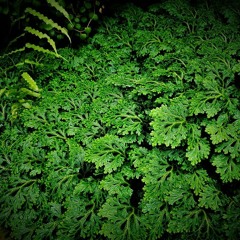 vööööööligst - Manson ==2021==j.v