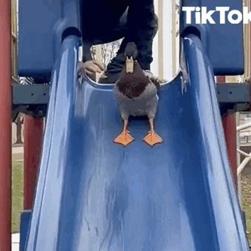 STBB 826 (Non Entry) Happy New Fm Syth Year