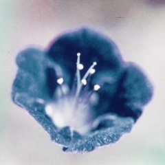 Callisto Mix nº135