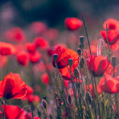 Sparta Sardemanation Base (UME)