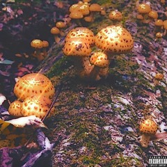 goldengoose prod. trxpicvl