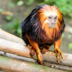 слава пузанков