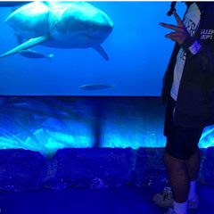 KP Gretzky- Shark Food