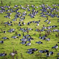Barnacle Geese Grazing
