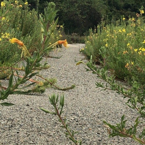 trust me (prod. blackmayo)