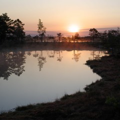 Morning in the bog. Kuresoo, Soomaa, Estonia Mai 22, 2023