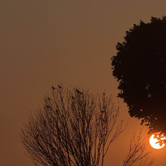 Wonder and Falter (Demo)