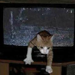 Battle against tv cat