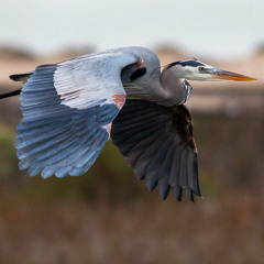 The Shaman and Blue Heron