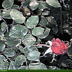 шипы (prod. CRY$TAL)