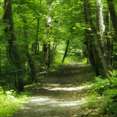 Shaded Trail