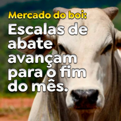 Mercado do boi: escalas de abate avançam para o fim do mês