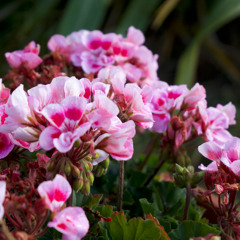 in bloom