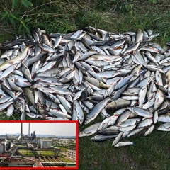 Deza ví - příběh řeky Bečvy (cacofonic version)