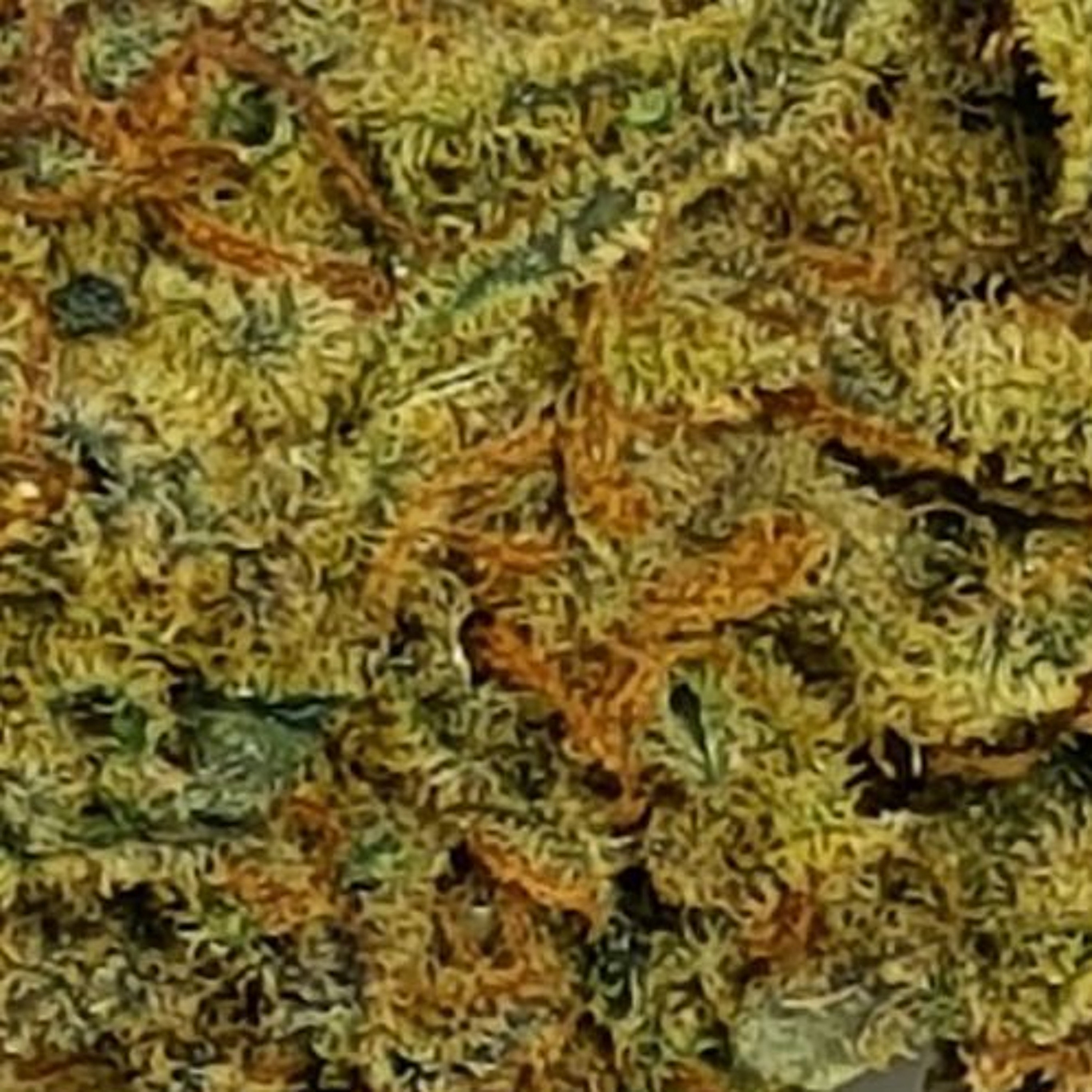 Indica Day N' Nite episode artwork