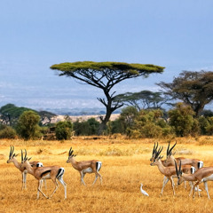 Antelope