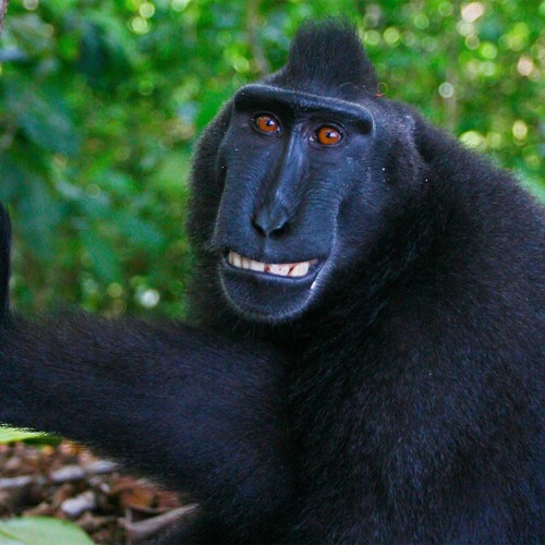 Dance Monkey
