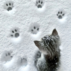 FACE - ЮМОРИСТ (rejazzed)