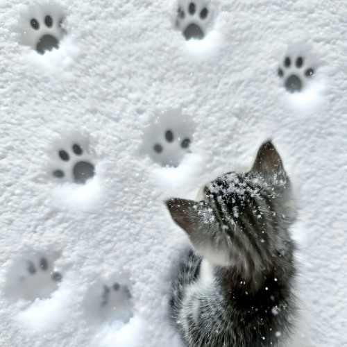 FACE - ЮМОРИСТ (rejazzed)