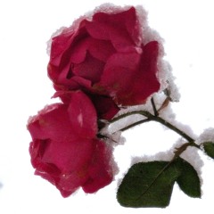 psychocrazy feat zezoni (prod shukajinkai + 18freezyy)