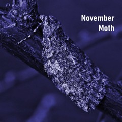 November Moth (radio mix) - Game of Bands round 210