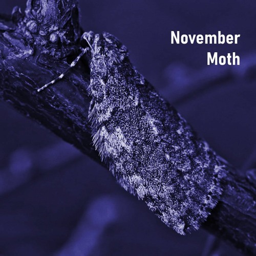 November Moth (radio mix) - Game of Bands round 210