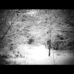 KgZ- Black Snow (Violin Lead) (ID: 366026)