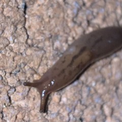 A Cat Was Buried the Other Day; A Demo