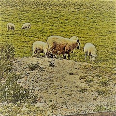 Benjolin On The Farm 1