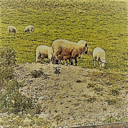 Benjolin On The Farm 1