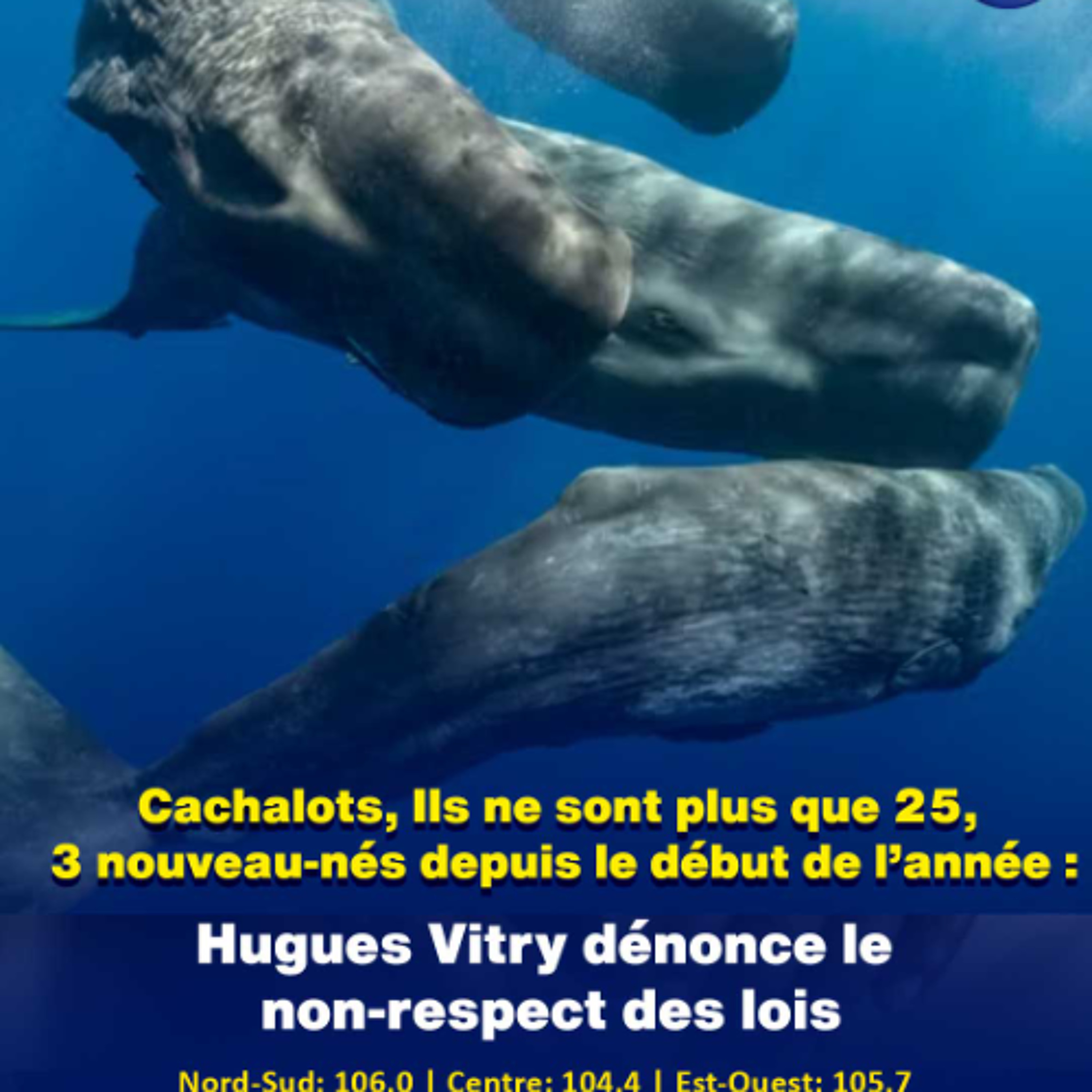Cachalots… Ils ne sont plus que 25, 3 nouveau-nés depuis le début de l’année : Hugues Vitry dénonce le non-respect des lois episode artwork