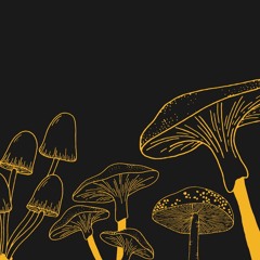 #ModoFungi Podcast 1 episodio