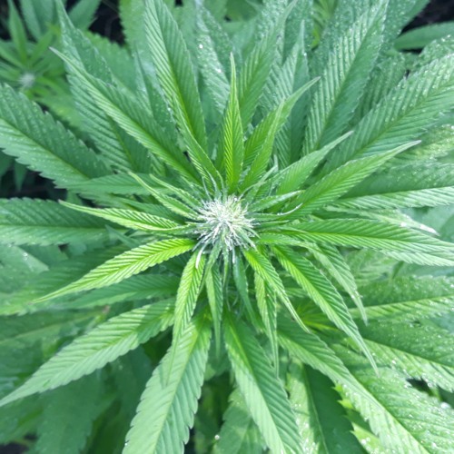 Robert Wawrzyniak 2R24W329