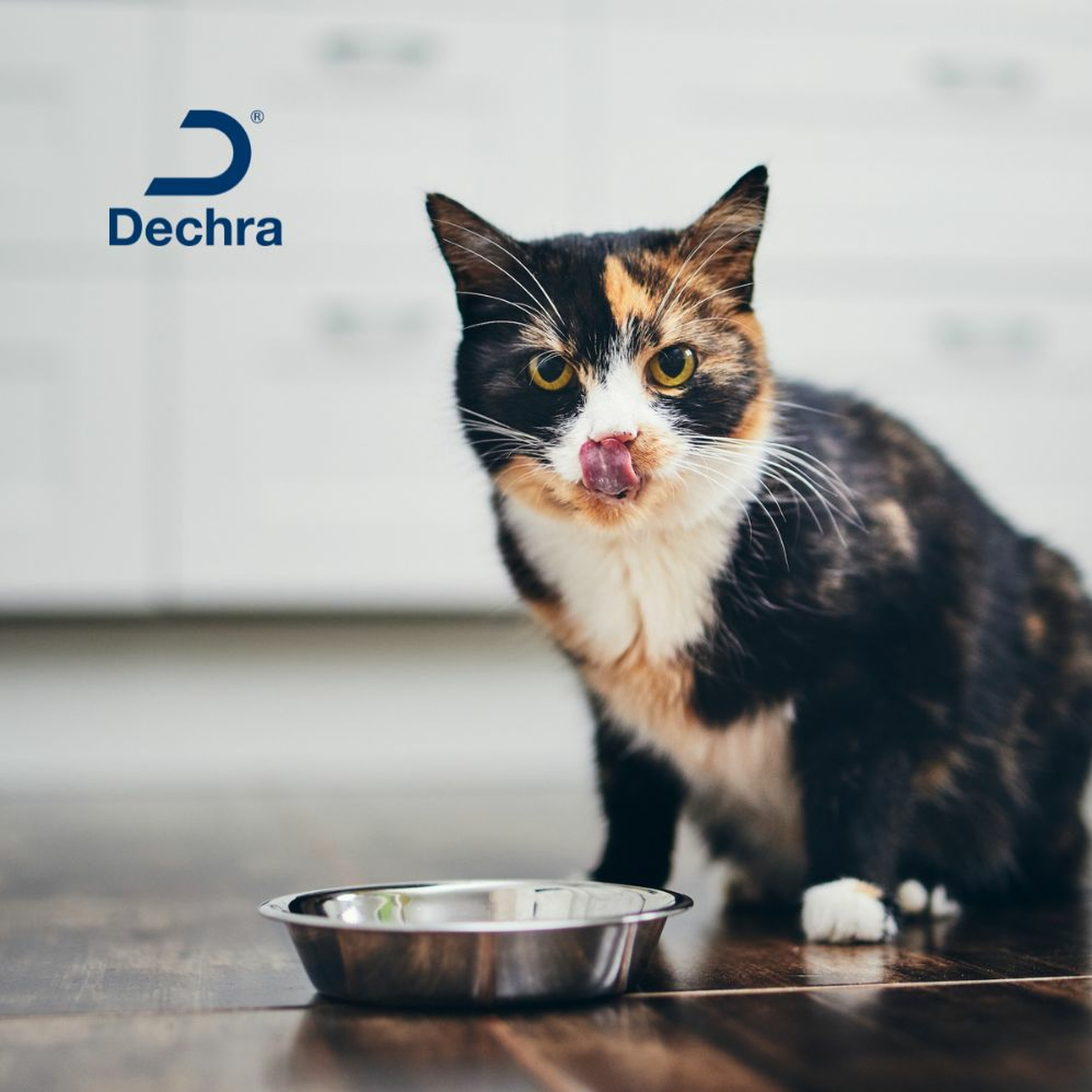 Making the Most of Nutrition and Hydration in Cats with Chronic Kidney