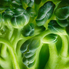 Based Broccoli 04.11.25