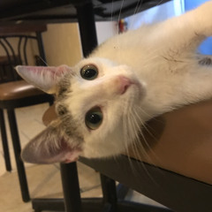 Puppies (instrumental)