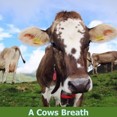 A Cows Breath
