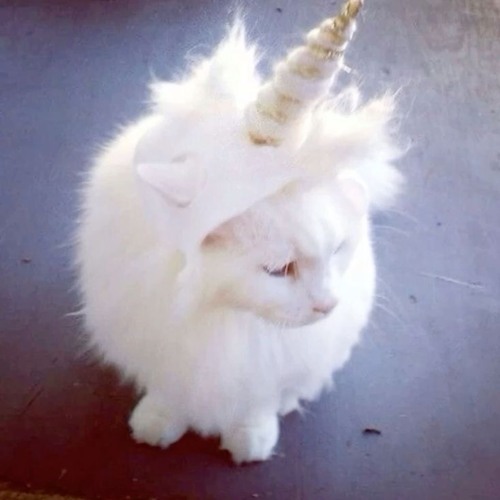 Goin Crazy - Rock-afire Explosion