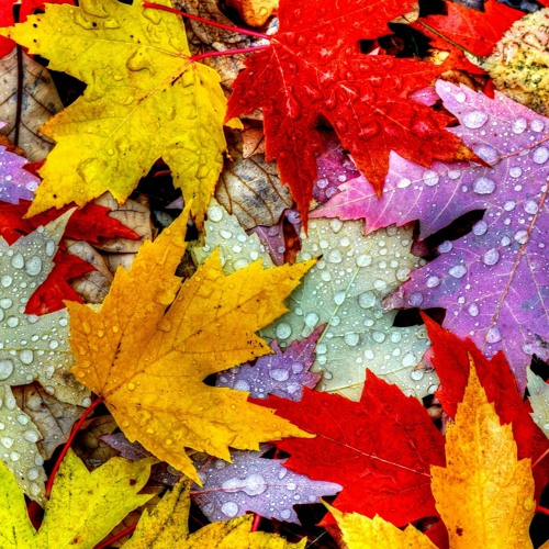AUTUMN