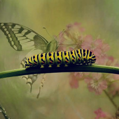 Caterpillar (prod teenslug)