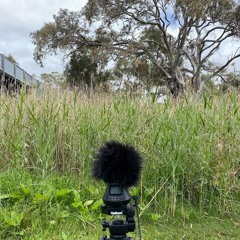 FKISM: Reed bank with Reed Warblers, Bungala Park, Normanville, October 2023