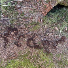 Calling by the Ocean